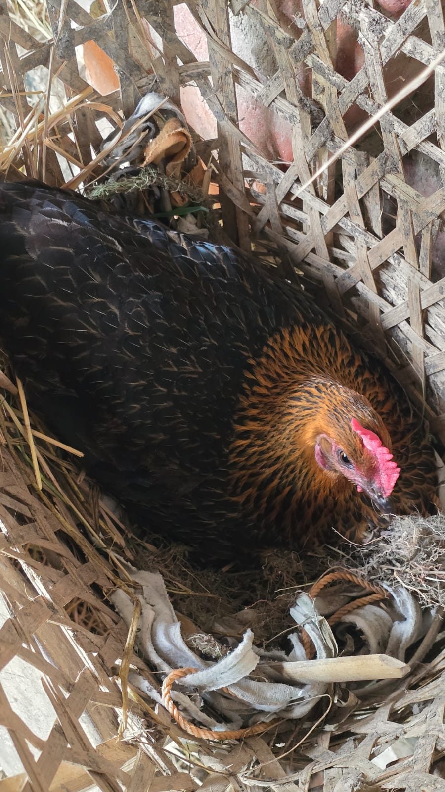 Hen nesting at Basnet Krishi Farm